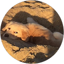 Tong Tong Gong profile picture