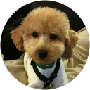 Denise Fu profile picture